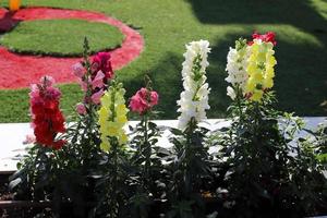 zomerbloemen in een stadspark in israël. foto