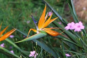 zomerbloemen in een stadspark in israël. foto