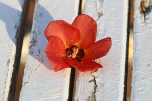 zomerbloemen in een stadspark in israël. foto