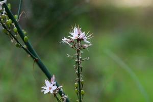 zomerbloemen in een stadspark in israël. foto