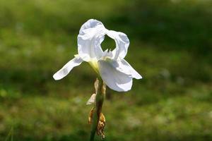 zomerbloemen in een stadspark in israël. foto