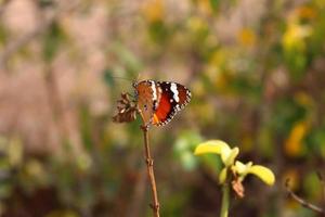 oranje zwart vlinder Aan bloem in tuin in karachi Pakistan 2022 foto