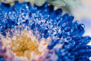 detailopname van dauw druppels Aan donker blauw bloemen in karachi Pakistan 2022 foto