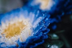 detailopname van dauw druppels Aan donker blauw bloemen in karachi Pakistan 2022 foto