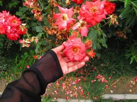 detailopname schoten van helder kleurrijk bloemen in botanisch tuin in karachi Pakistan 2022 foto