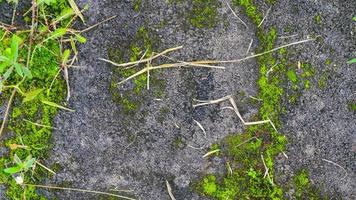 bemost beton en overwoekerd met wild planten foto