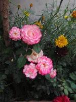 detailopname schoten van helder kleurrijk bloemen in botanisch tuin in karachi Pakistan 2022 foto