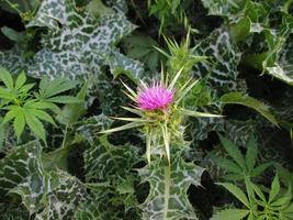 detailopname schoten van helder kleurrijk bloemen in botanisch tuin in karachi Pakistan 2022 foto