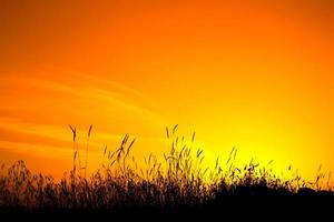 geel en oranje zonsondergang met oren van maïs in de voorgrond. mooi oranje zonsondergang met silhouet van tarwe. foto