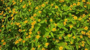 mooi en verbijsterend goud medaillon bloemen foto