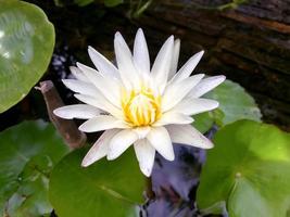 top visie en detailopname van wit lotus bloem bloeiend in een zwembad Aan zon dag ochtend. foto