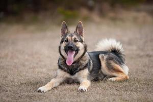 mooi jong Laika zit Aan droog gras met uitstekend tong, noordelijk Rusland en Russisch Siberië foto