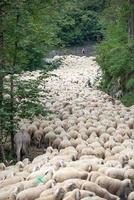 schapen bezetten de weg gedurende de transhumance foto