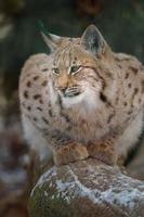 Euraziatisch lynx in winter foto