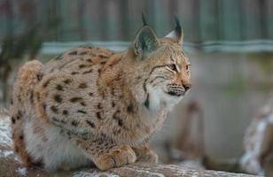 Euraziatisch lynx in winter foto