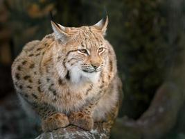 Euraziatisch lynx in winter foto