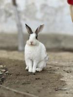 weinig konijn Aan de boerderij vrij naar downloads foto