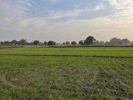 filmische kleur beoordeeld antenne visie van een veld- gewassen in de dorp van Pakistan mooi landschap visie van rijst- veld- in dat hoi mianwali foto