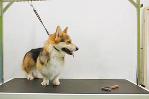 grappig corgi welsh pembroke met veiligheid riem staand Aan hond uiterlijke verzorging tafel in salon. professioneel onderhoud, huisdier zorg, welzijn, spa, hygiëne, schoonheid van dieren concept. detailopname foto