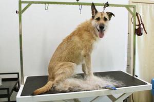 grappig herder mestiezen hond met veiligheid riem staand Aan hond uiterlijke verzorging tafel in salon. huisdier zorg, welzijn, spa, hygiëne, schoonheid van dieren concept. detailopname foto