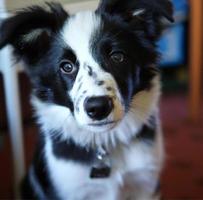 dichtbij omhoog portret van schattig grens collie hond foto