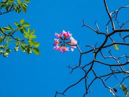 roze tecoma, roze trompet boom bloeiend in de tuin foto