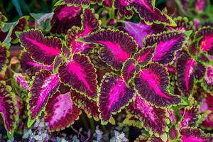 solenostemon scutellarioides, plectranthus scutellarioides bloeiend in de tuin foto