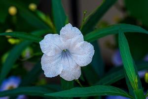 ruellia tuberosa bloeiend in de tuin foto