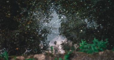 wensen vijver Bij szalajka Glen, Hongarije foto