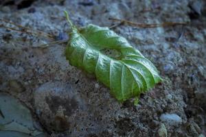 gekruld omhoog nog groen linde blad aan het liegen Aan grijs steen getextureerde oppervlakte foto