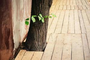 nieuw bladerrijk takje groeit Aan de boom romp omringd door houten bouw beschermen voetgangers in de straat foto