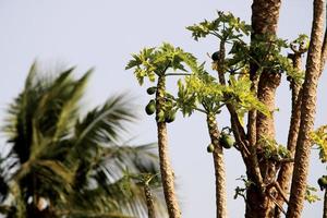 papaja bomen met kopieerruimte, badami. foto