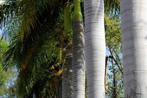Koninklijk palm boom stam foto