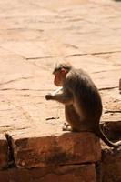 een aap is aan het eten ijs room, badami foto