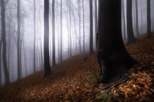 herfst beukenbos foto