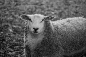 schapen in Duitsland foto