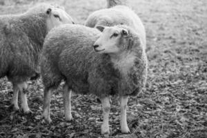 schapen op een veld in duitsland foto