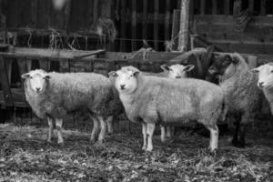 schapen in Duitsland foto