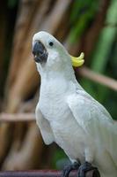 afbeelding detailopname van een geel kuif- kaketoe is neergestreken , op zoek Bij de camera. vogel, dier foto