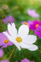 bloemen kosmos in de gearchiveerd ochtend- tijd foto