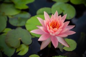 mooi lotus bloemen Aan meer , water lelie bloeiend in vijver foto