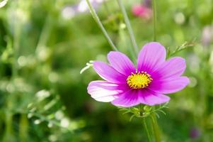 bloemen kosmos in de gearchiveerd ochtend- tijd foto