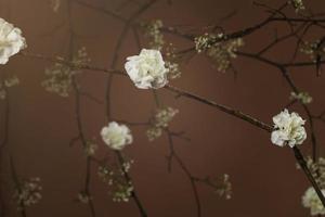 wit bloemen Aan boom takken tegen bruin achtergrond foto