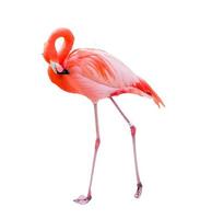 mooi flamingo geïsoleerd Aan wit achtergrond. foto