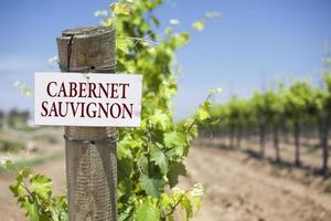 cabernet sauvignon teken Aan wijngaard post foto