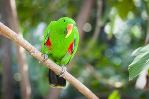 mannelijke Indonesische eclectus papegaai foto