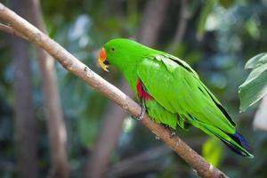 mannelijke Indonesische eclectus papegaai foto