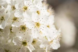 macro van vroeg voorjaar boom bloesems met versmallen diepte van veld. foto