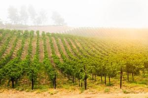 mooi wijn druif wijngaard in de ochtend- zon foto
