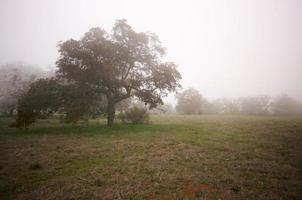 mistig platteland en eik bomen foto